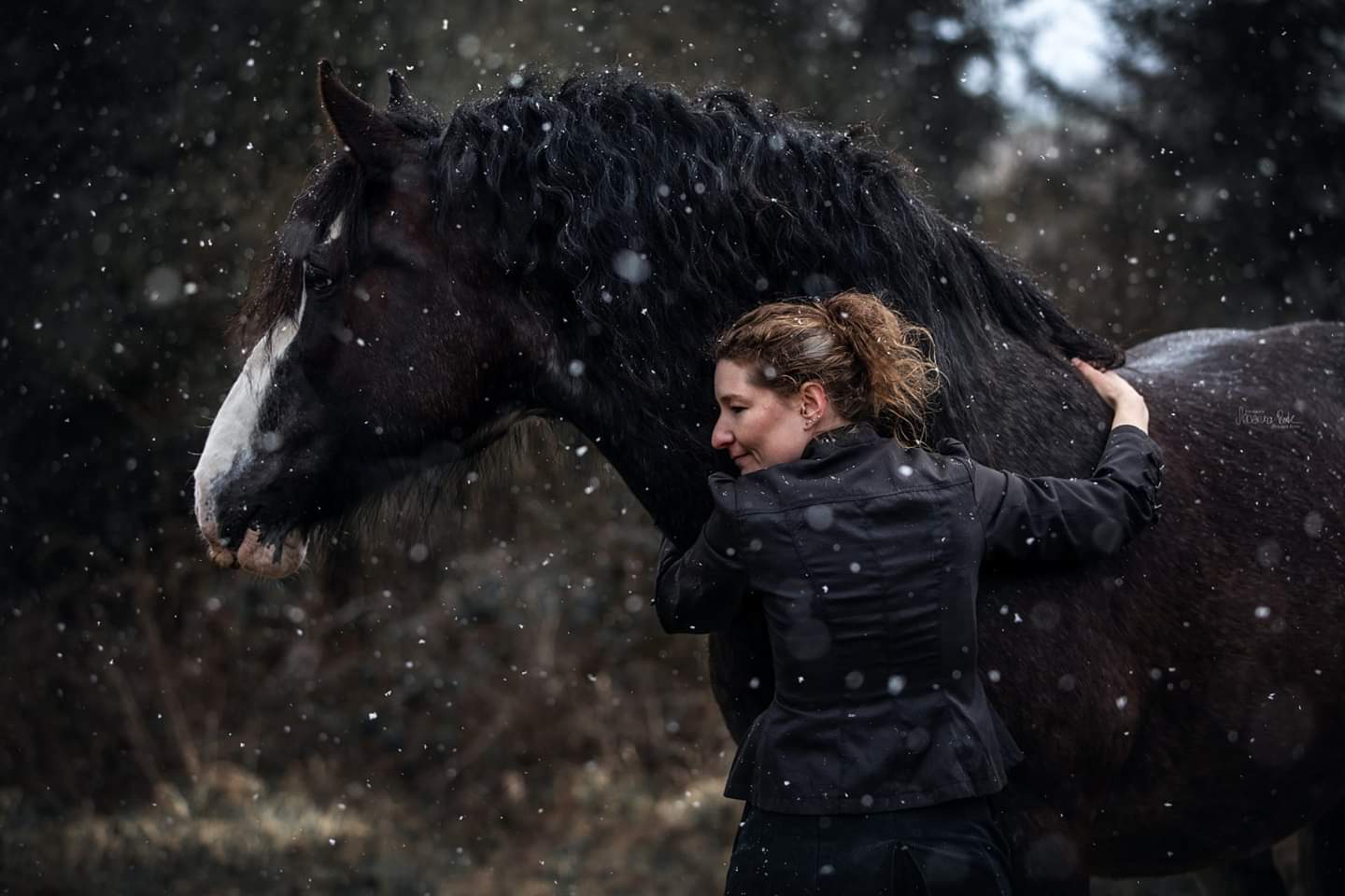 Shire Horse Stute Royal Dawn